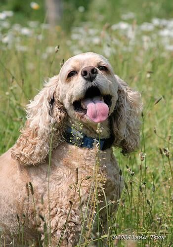 Spaniel Cocker
