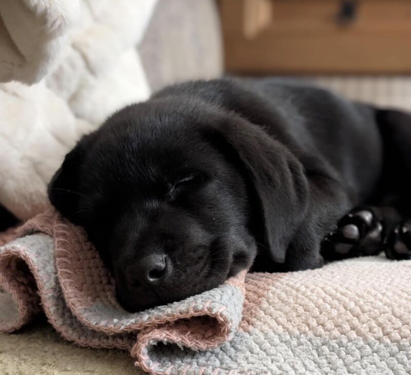 My pup almost always refuses to walk 😩.