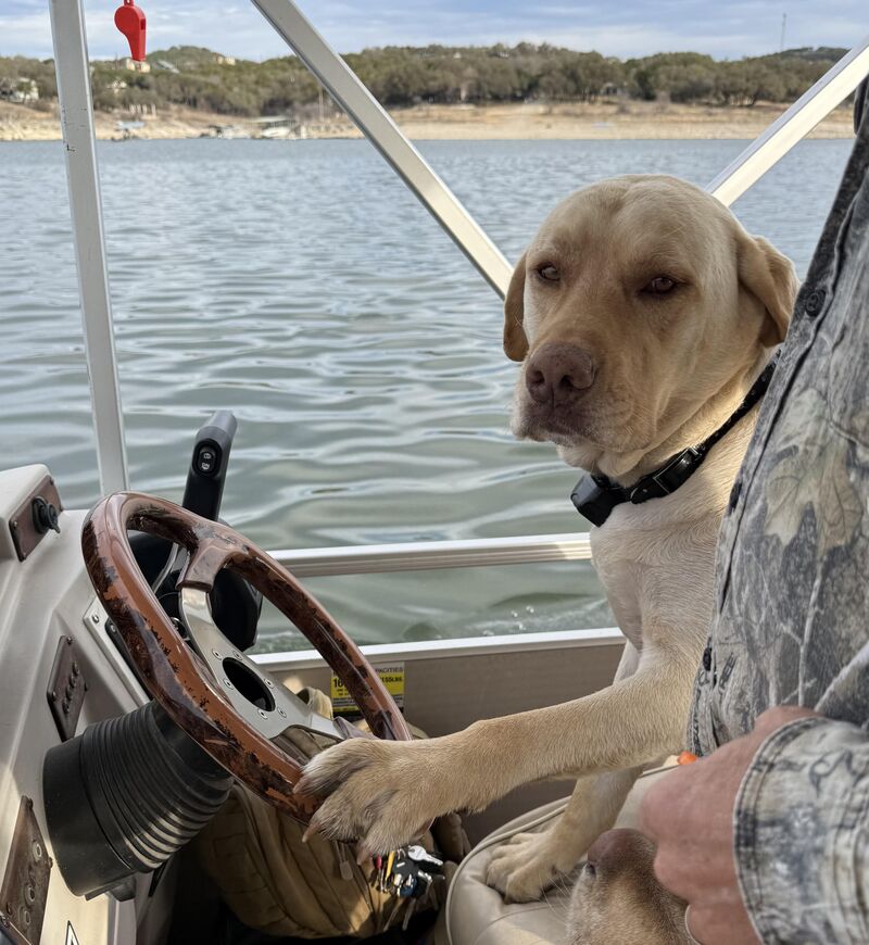 Hanky Dog is driving and tater is trying to help