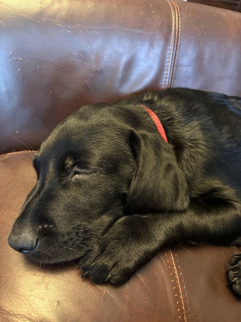 What colour skin do black labs have?