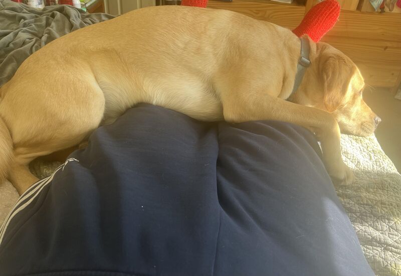 Whole dang queen-sized bed and my floppy banana wants to sleep like this