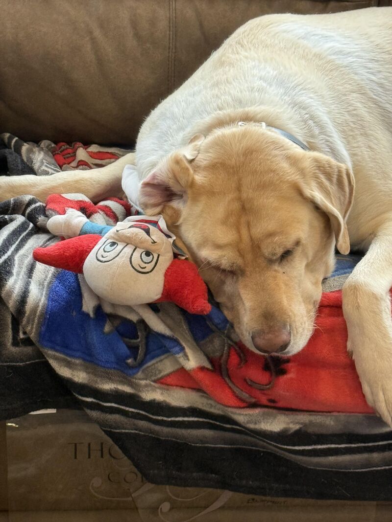 Bobo is whispering sweet nothings in his ear while tater sleeps (I am jealous!)