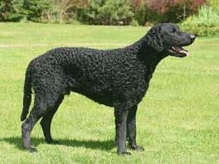 Retriever Curly