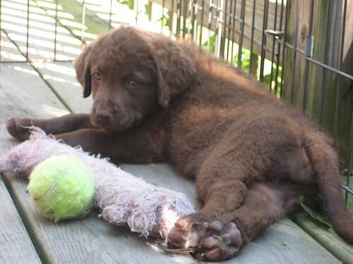 Retriever Chesapeake