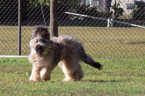 Briard