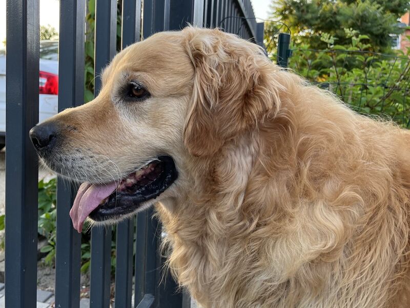 Retriever Golden