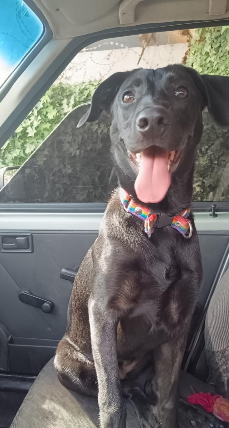 I have no idea where we're going, human. But I'm happy not to be alone at home 🥹 We love going out in the car!