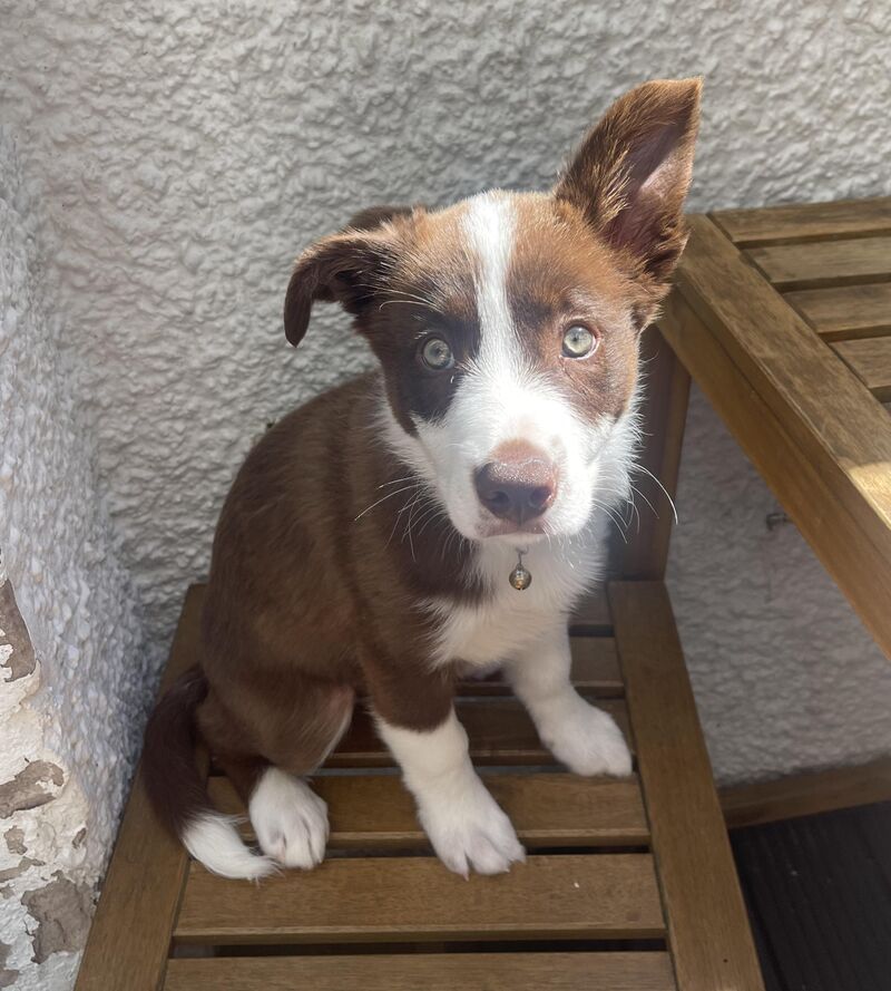 My lil collie just turned one!🥳