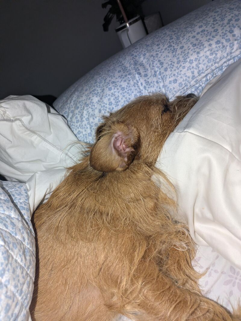 She hogs the bed but I allow it 🤍