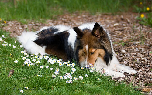 Sheepdog Shetland