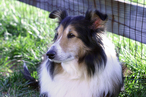 Sheepdog Shetland