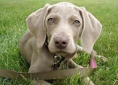 Weimaraner