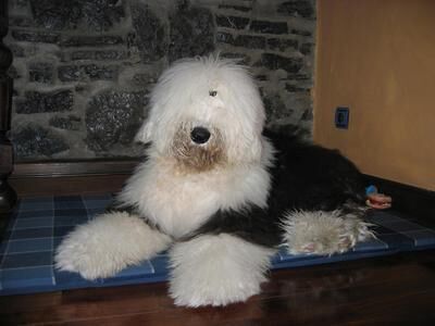 Sheepdog English