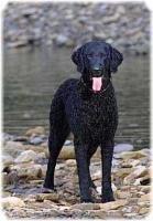 Retriever Curly