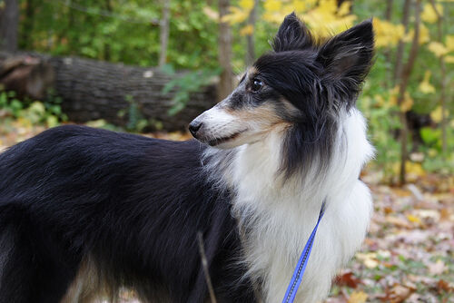 Sheepdog Shetland