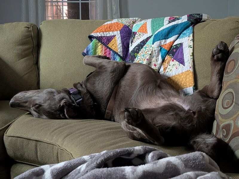 Adopted 8 days ago, and I think she's finally starting to relax around us