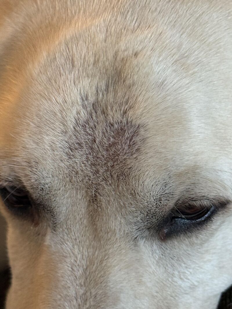 My lab is seven years old and her hair is thinning and I’m wondering if that’s a normal thing or if I should be concerned