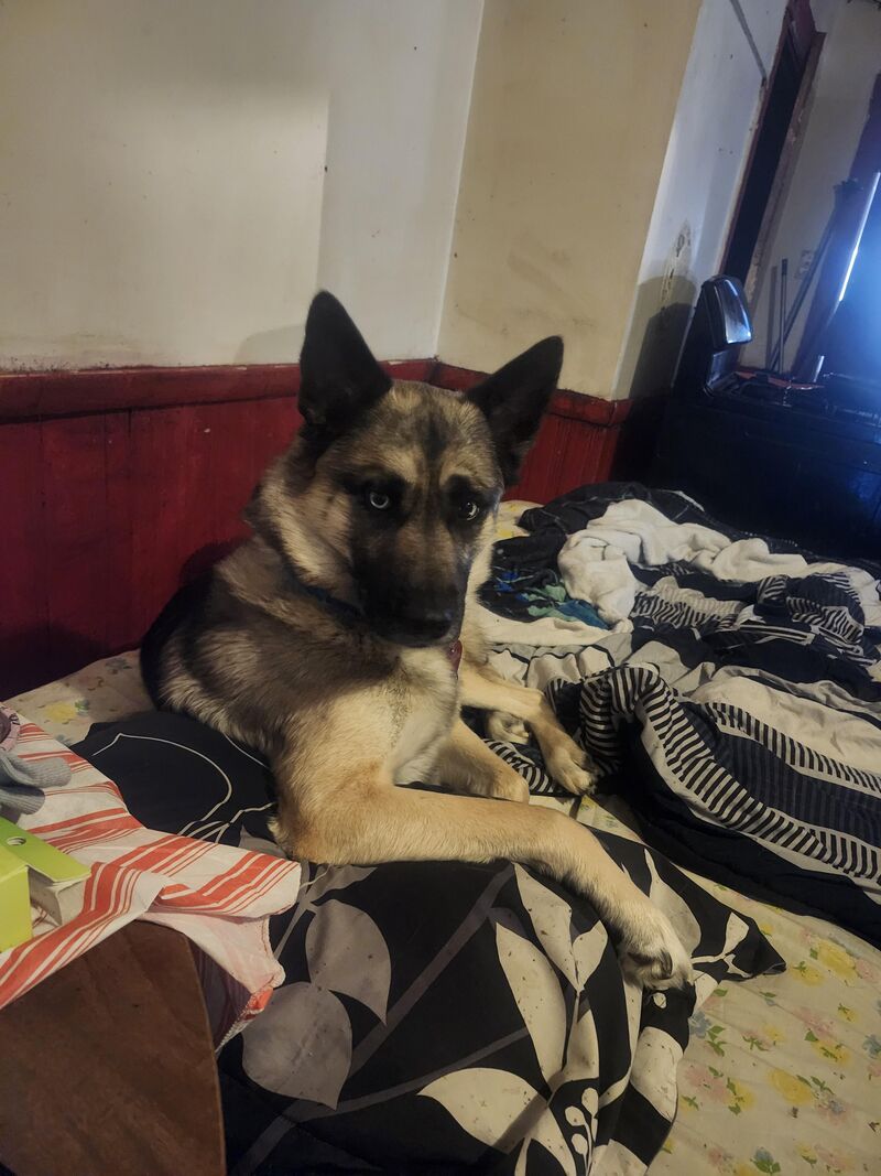 The face of a man who spent ten minutes plowing his way thru snow drifts and then ran inside