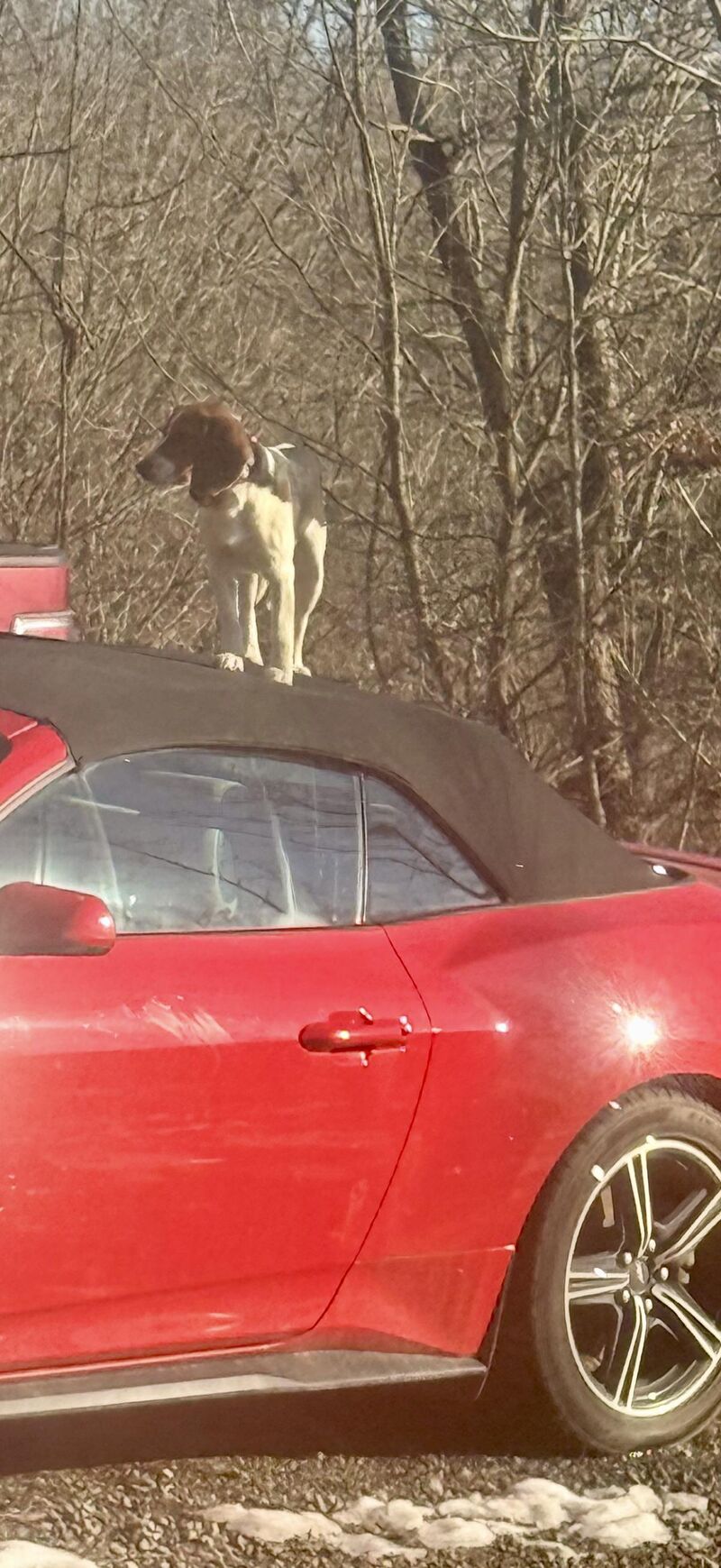 This is not ok Mabel.