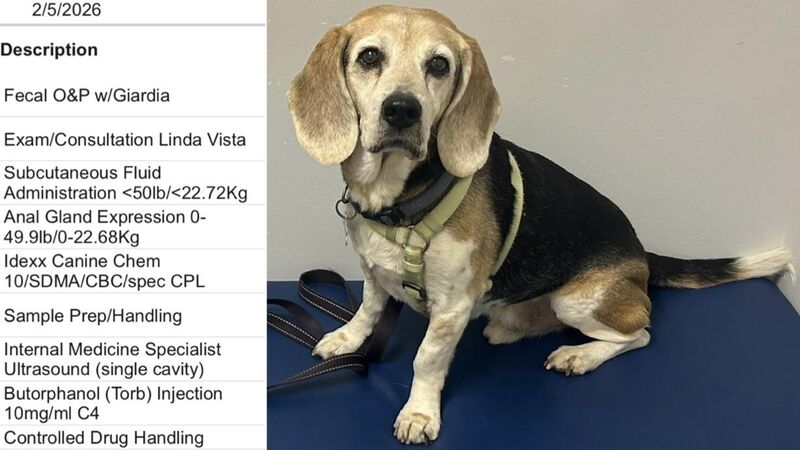 I brought Woodstock to the vet on Friday...