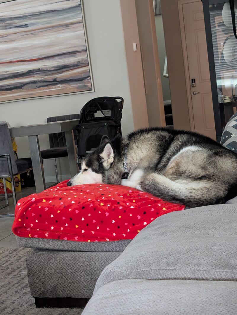 ❤️🤍🩷My Valentine 🩷🤍❤️