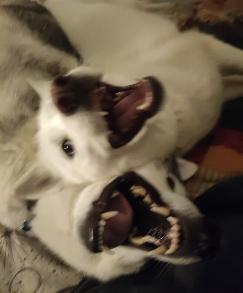 What big teeth you have!