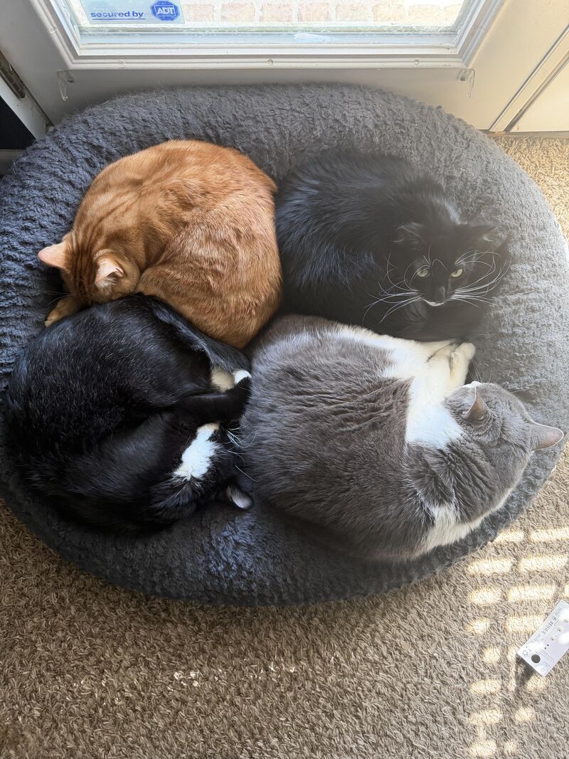 Pepper, Tyler, Pj and Gordy in a Cuddle Puddle
