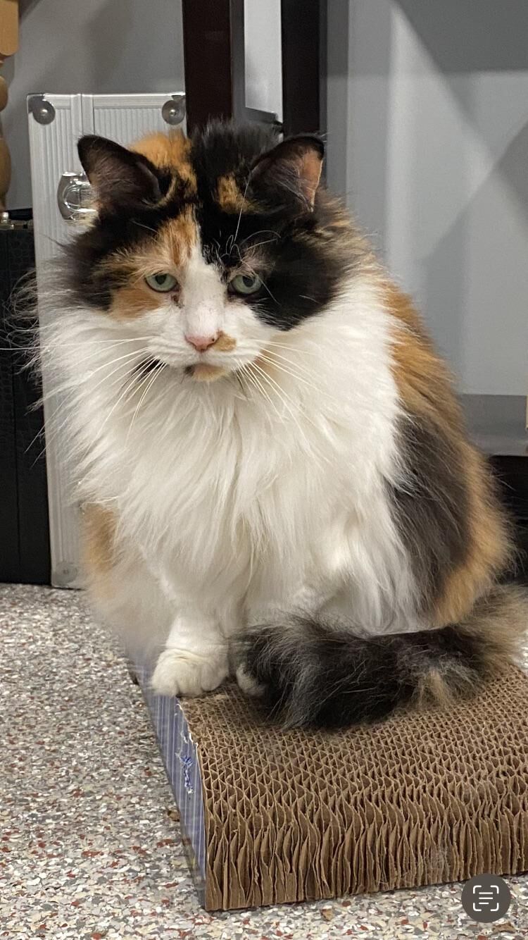 Anyways, here my old cat