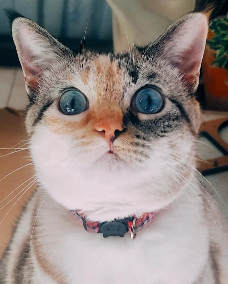 My little blue-eyed wonder