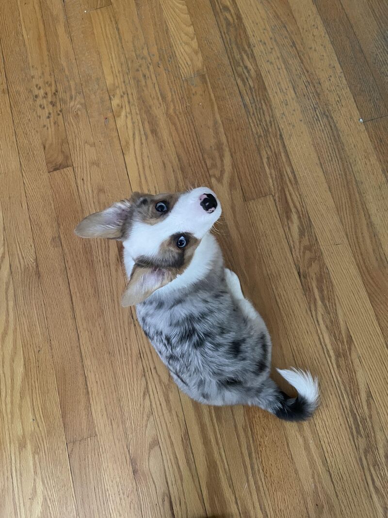 Hi everyone! My name is Wybie!