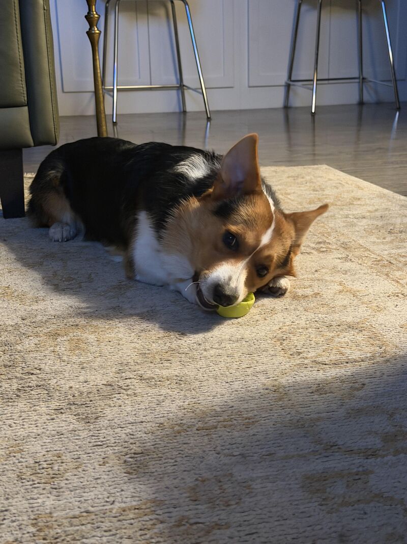 Does your Corgi fetch?