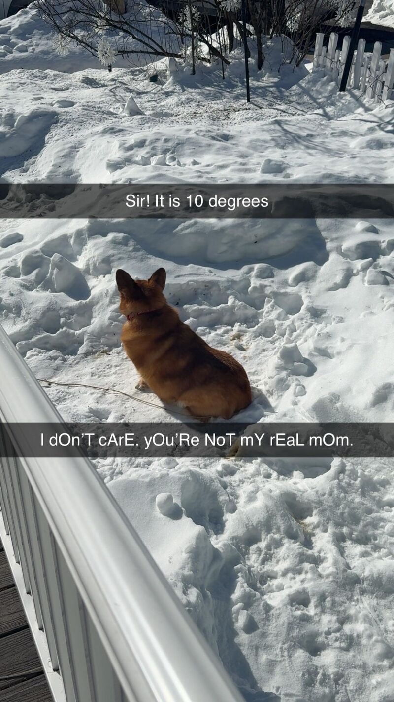 Anyone’s corgi get more stubborn when snow is involved?