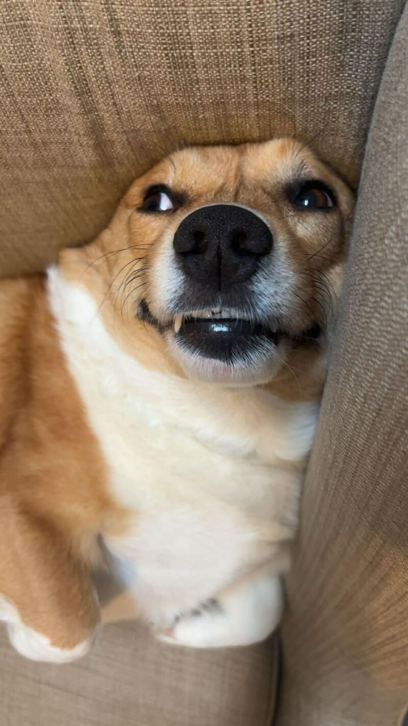 Everyone, Meet Butters!