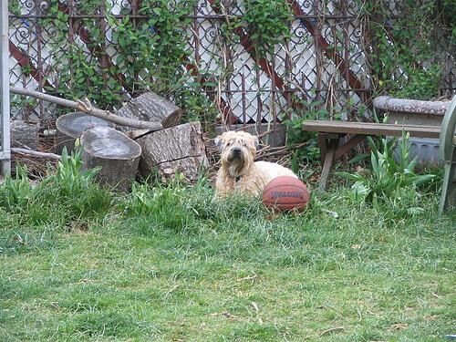 Terrier Wheaten