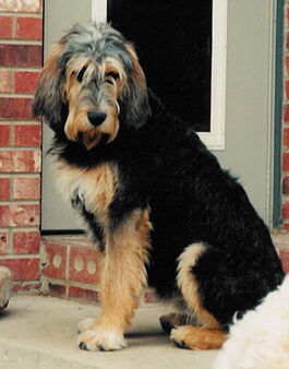 Otterhound