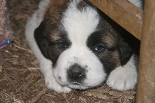 Stbernard