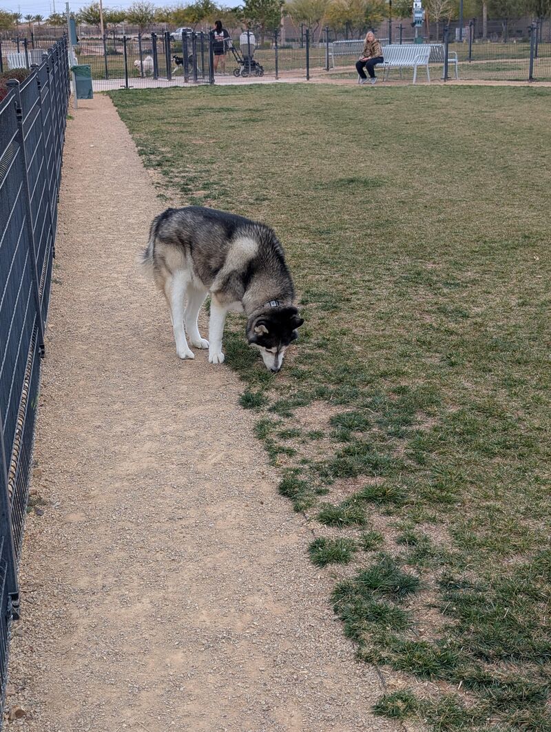 He loves to smell everything
