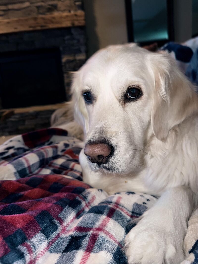 If you are debating getting a golden, just do it.