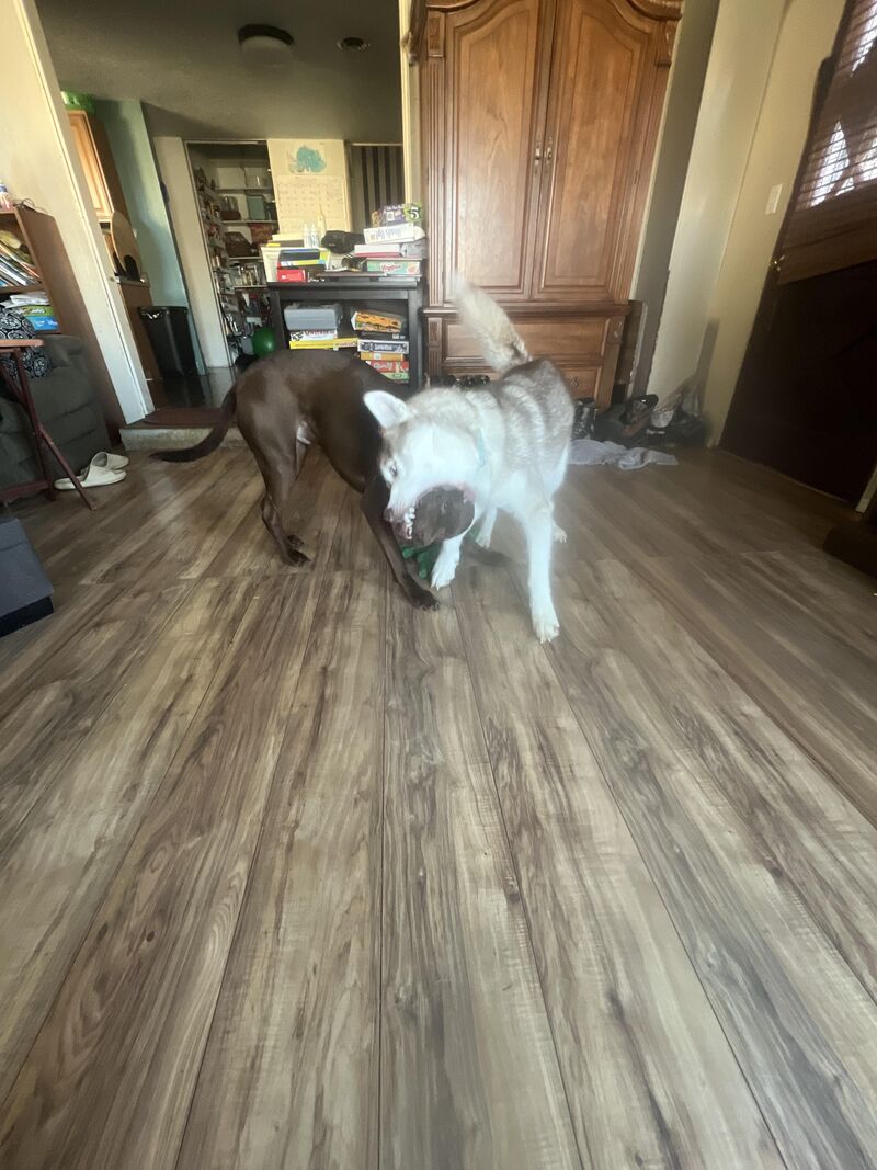 Play time at cousins house.