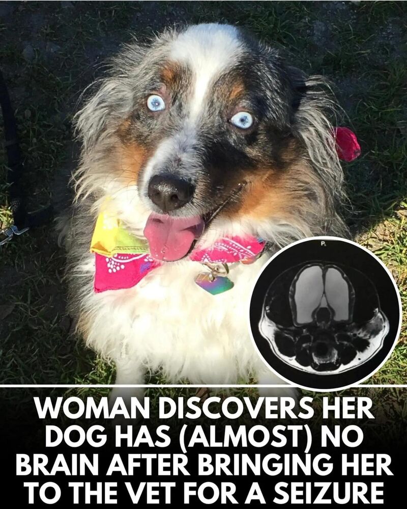 Huskies are so derpy, I dont think I'd be able to tell the difference if this was the case with our husky mix... lol