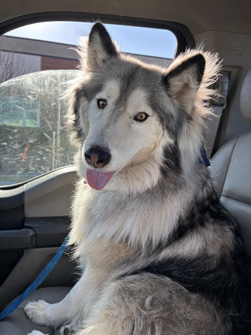 My Wolfie boy might have thrown away his Simparica. Do I re-dose or wait until next month?i