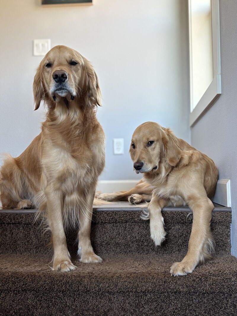 When you tell your goldens that it’s not walk time yet: