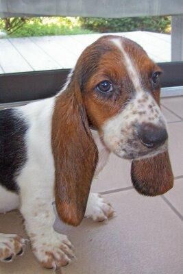 Hound Basset