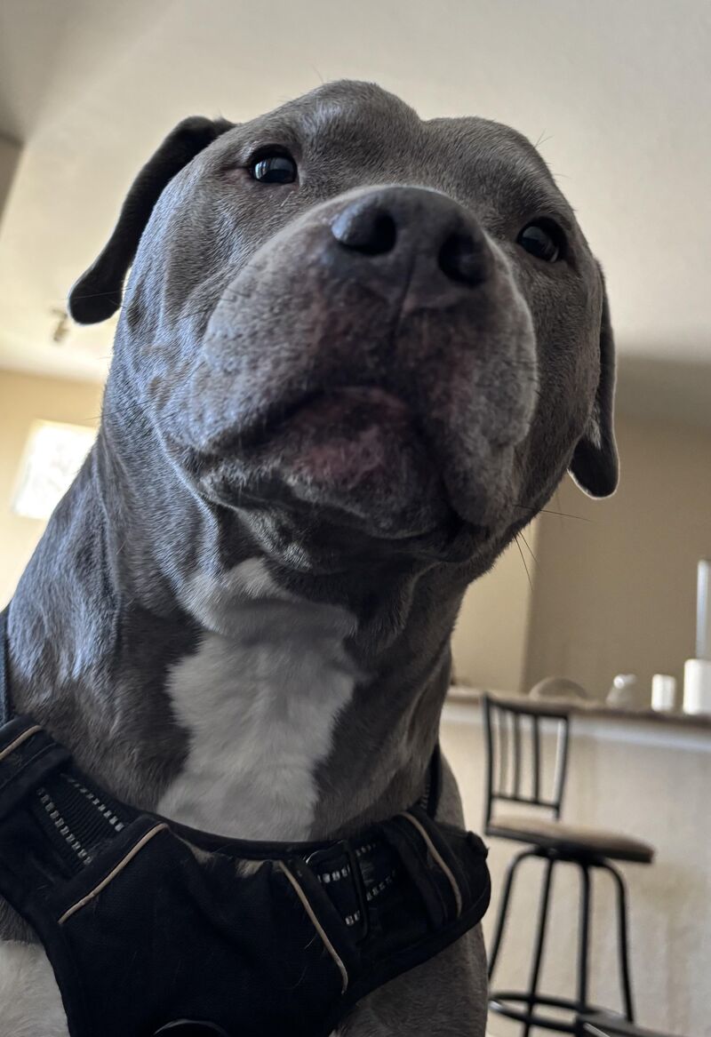 I’m Bentley and I’m 9yrs old….How You Doing