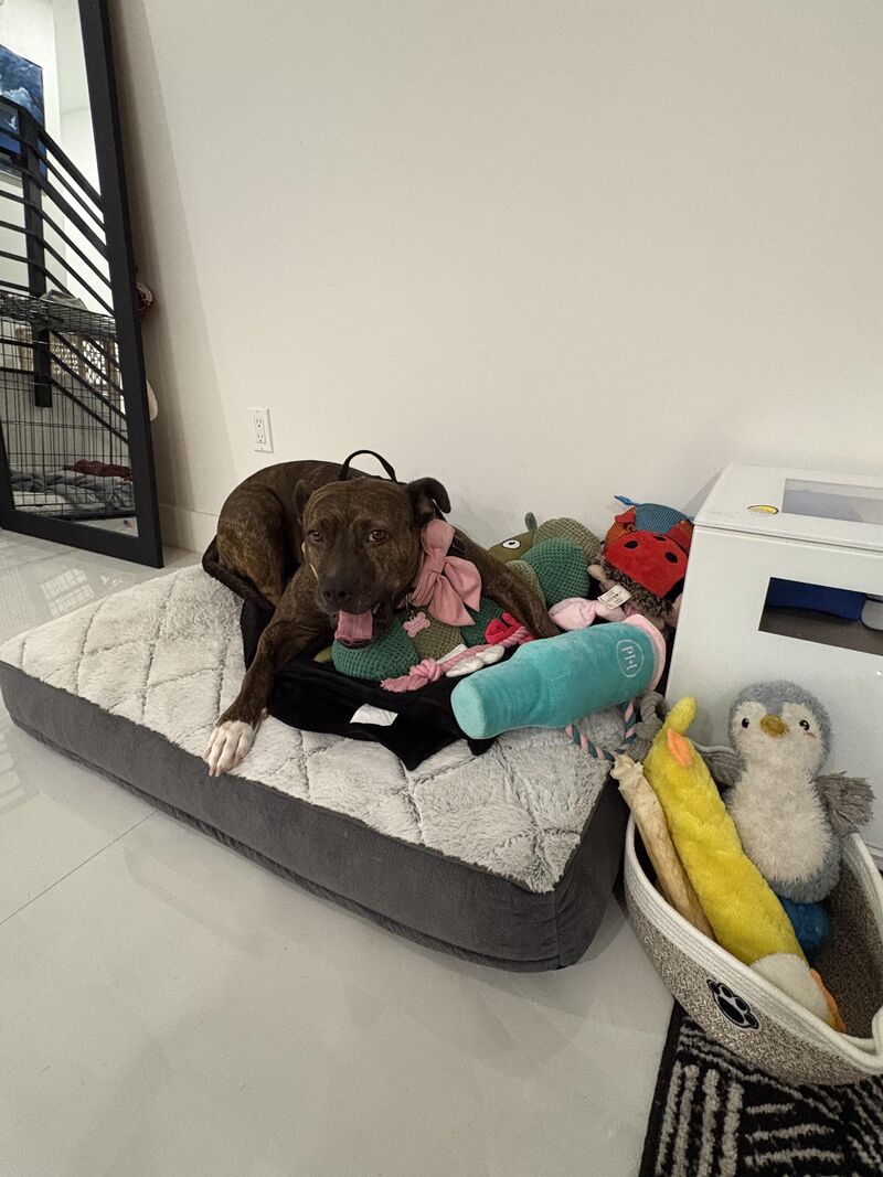 Mom, I don’t have enough toys!