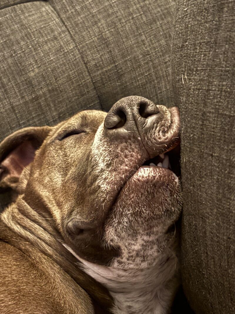 Is it just me or does your pittie sleep SO hard like they've worked a double ?