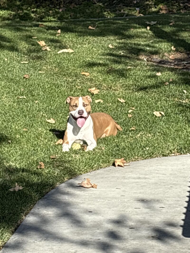 3 yo AmStaf suddenly reactive- advice needed