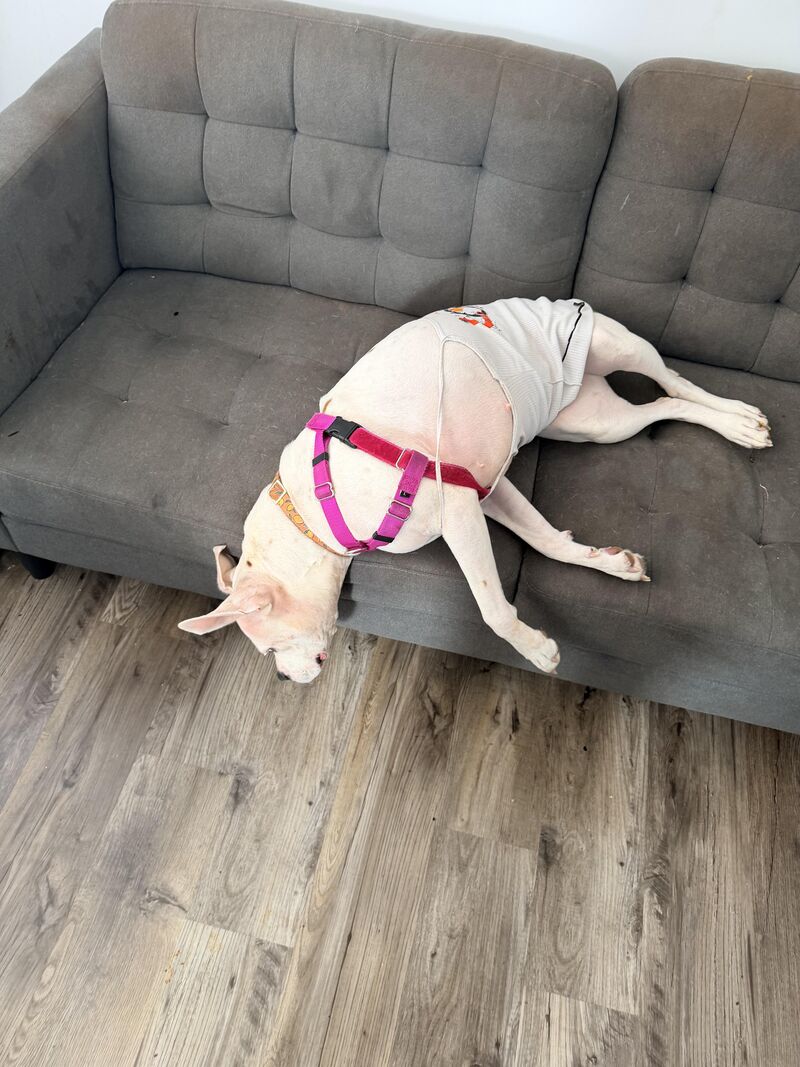 Running joke: I always think my dog is dead bc she sleeps in weird positions.