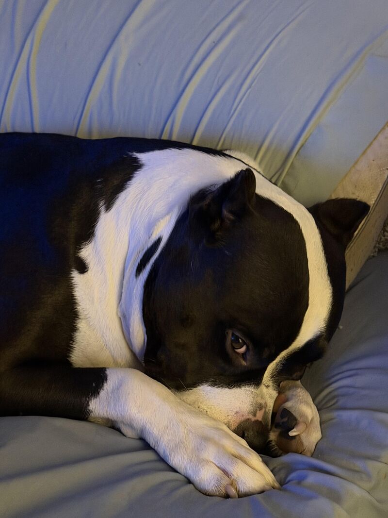 How my Velcro bully looks at me when I leave for work