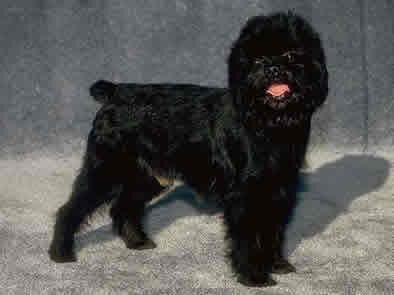Affenpinscher